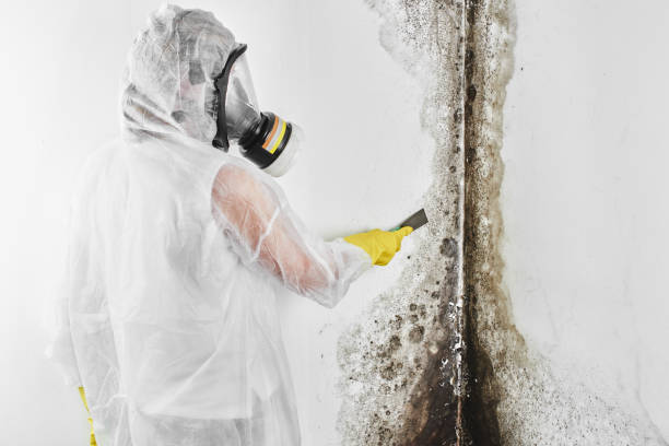 Best Attic Mold Removal  in Arcadia, IN