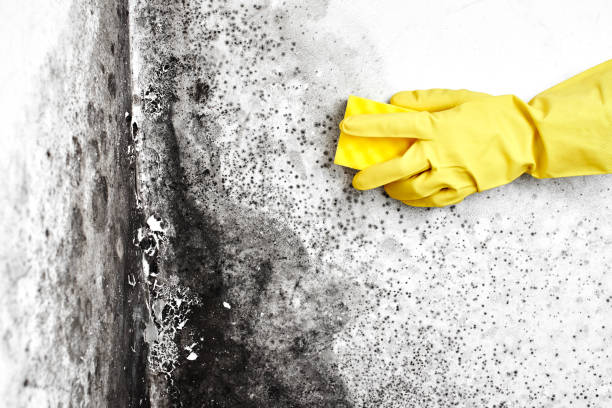 Professional Mold Removal in Arcadia, IN
