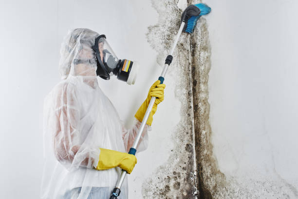 Best Toxic Mold Removal  in Arcadia, IN