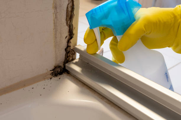 Best Black Mold Removal  in Arcadia, IN