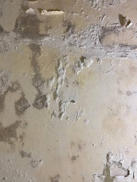 Best Office Mold Removal Services  in Arcadia, IN