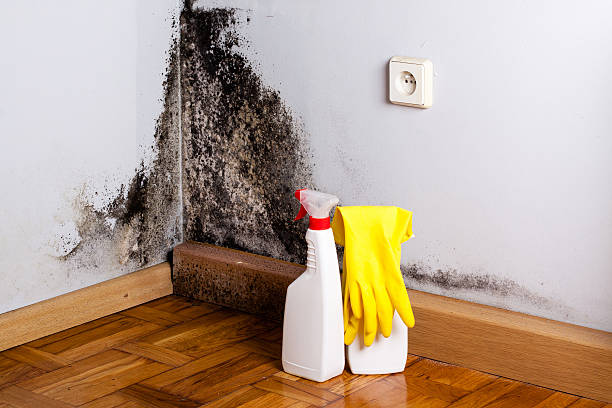 Best Home Mold Removal  in Arcadia, IN